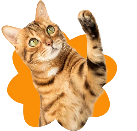 A playful cat reaching up