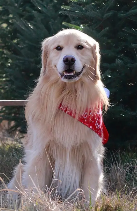 A dog in a festive scarf