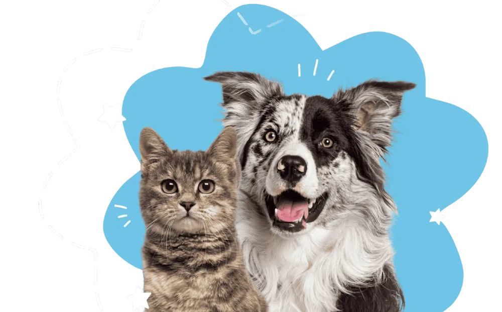 A happy dog and cat